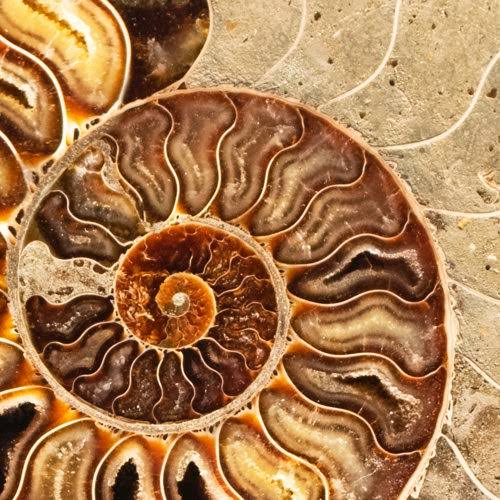 AMMONITES 